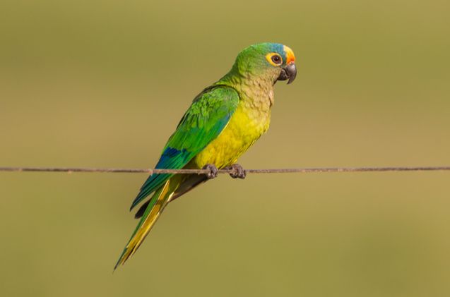 Conure de Finsch percher sur un arbre